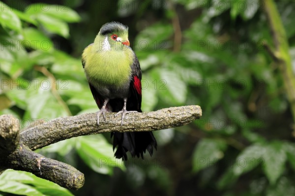 White-eared Turaco (Menelikornis leucotis), adult, alert, on tree trunk, Ethiopia, Africa, captive
