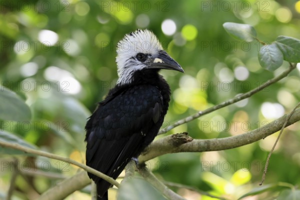 White-crested Hornbill (Horizocerus albocristatus), adult, on tree, vigilant, Africa, captive