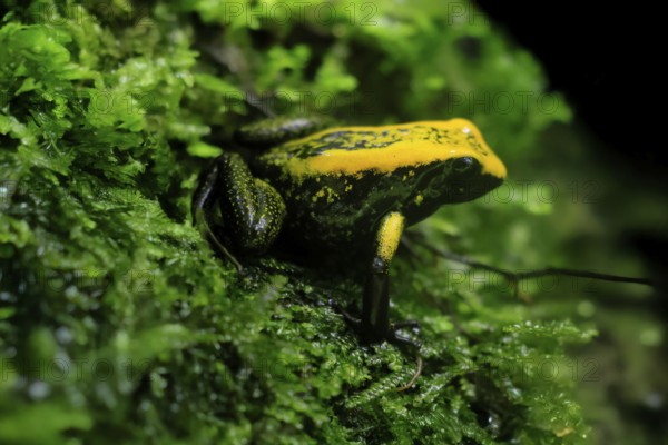 Black-legged poison frog (Phyllobates bicolor), adult, sedentary, moss, alert, Colombia, South America, captive