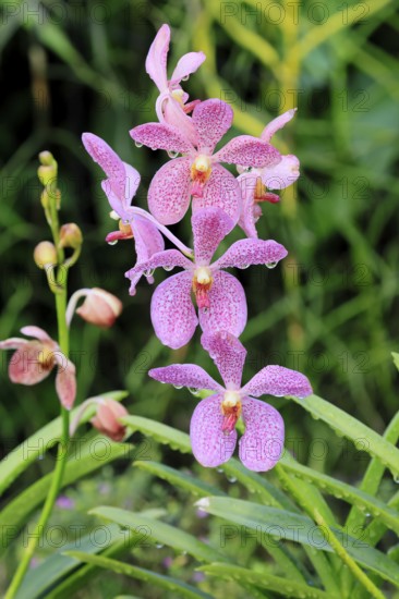 Orchid Aranda Chark Kuan, blossoms, blooming, Singapore, Southeast Asia