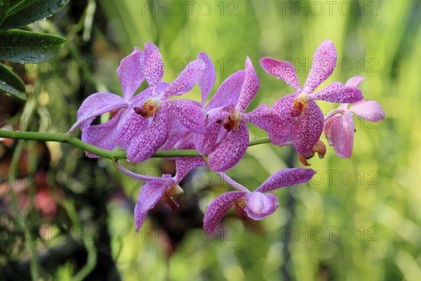 Orchid Aranda Chark Kuan, blossoms, blooming, Singapore, Southeast Asia