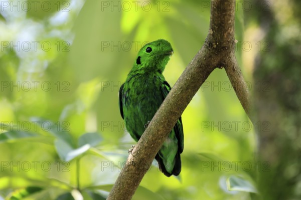 Emerald Broadbill (Calyptomena viridis), adult, male, perch, on tree, vigilant, Southeast Asia