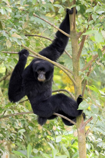 Siamang (Symphalangus syndactylus), adult, sitting on tree, alert, Southeast Asia