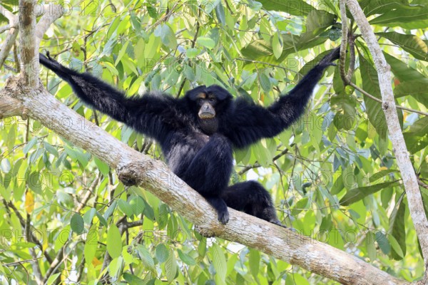 Siamang (Symphalangus syndactylus), adult, sitting on tree, alert, Southeast Asia