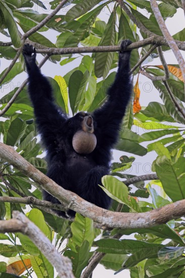 Siamang (Symphalangus syndactylus), adult, on tree, calling, Southeast Asia