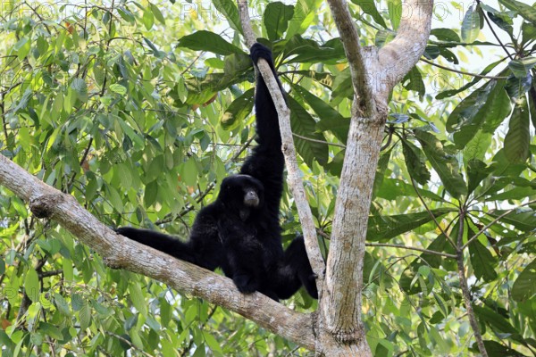 Siamang (Symphalangus syndactylus), adult, on tree, climbing, vigilant, Southeast Asia