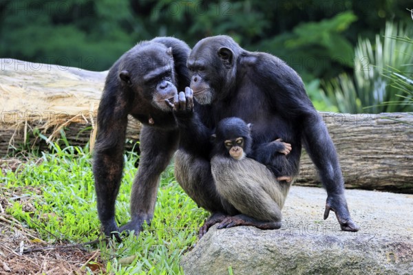 Chimpanzee (Pan troglodytes), adult, two females, mother, baby, young animal, social behaviour