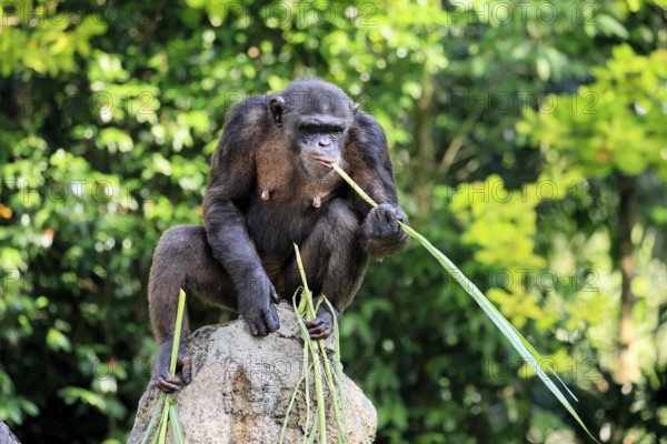 Chimpanzee (Pan troglodytes), adult, on rocks, feeding