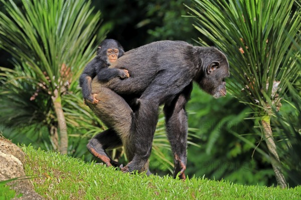Chimpanzee (Pan troglodytes), adult, female, mother, baby, young animal, social behaviour, young animal riding on mother's back