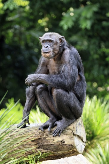 Chimpanzee (Pan troglodytes), adult, sitting on tree trunk, alert