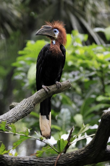 Black-helmeted Hornbill (Ceratogymna atrata), Club-tailed Hornbill, adult, female, perch, South America