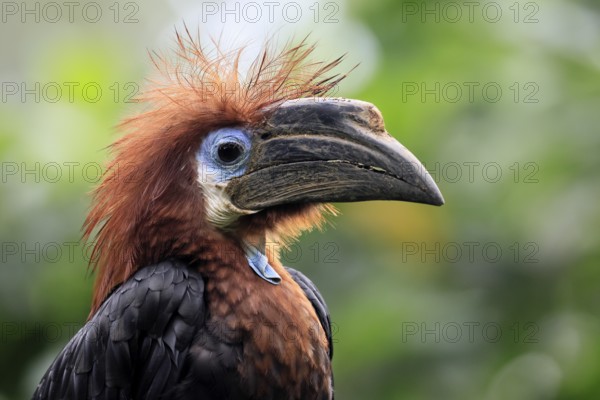 Black-helmeted Hornbill (Ceratogymna atrata), Club-tailed Hornbill, adult, female, portrait, South America