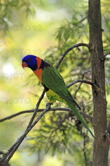 Red-naped Lorikeet (Trichoglossus rubritorquis), Darwin All-coloured Lorikeet, adult, on tree, alert, Australia