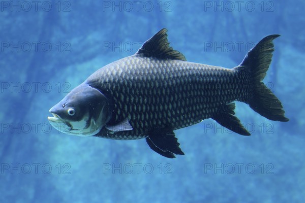 Giant barb (Catlocarpio siamensis), Siamese giant carp, adult, swimming, Southeast Asia