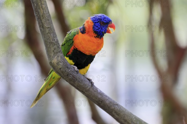 Red-naped Lorikeet (Trichoglossus rubritorquis), Darwin All-coloured Lorikeet, adult, on tree, calling, Australia