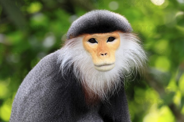 Red-shanked monkey (Pygathrix nemaeus), adult, portrait, relaxed, Southeast Asia