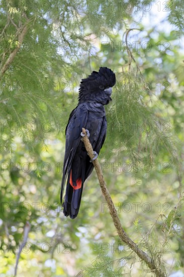 Red-tailed Cockatoo (Calyptorhynchus banksii), Banks' Cockatoo, adult, male, perch, alert, Australia