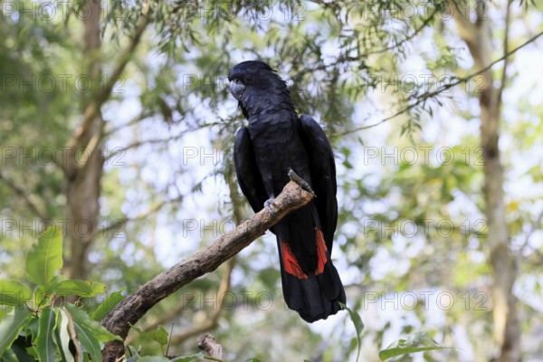 Red-tailed Cockatoo (Calyptorhynchus banksii), Banks' Cockatoo, adult, male, perch, alert, Australia
