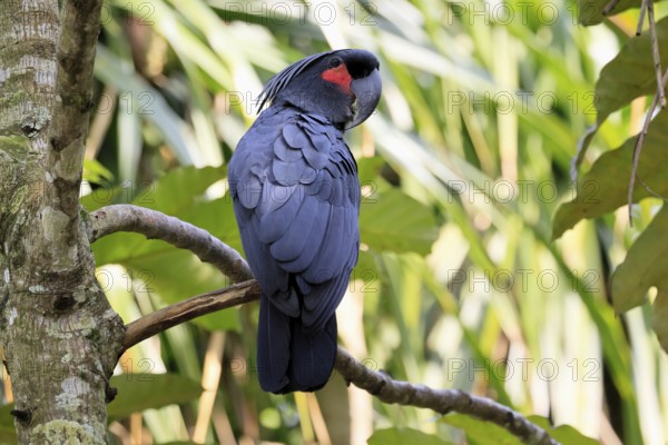Palm Cockatoo (Probosciger aterrimus), Arabian Cockatoo, adult, on tree, perch, Australia