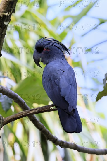 Palm Cockatoo (Probosciger aterrimus), Arabian Cockatoo, adult, on tree, perch, Australia