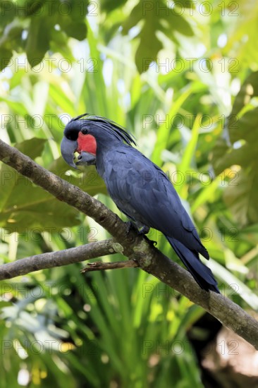 Palm Cockatoo (Probosciger aterrimus), Arabian Cockatoo, adult, on tree, perch, calling, Australia