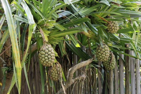 Pandanus tectorius, genus screw trees, unripe fruit dressing, fruits, useful plant, Singapore, Southeast Asia