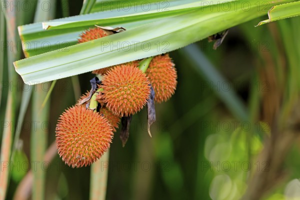 Pandanus affines, genus screw trees, fruits, useful plant, shrub, Singapore, Southeast Asia