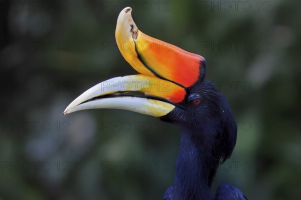 Rhinoceros bird (Buceros rhinoceros), adult, male, portrait, alert, Southeast Asia