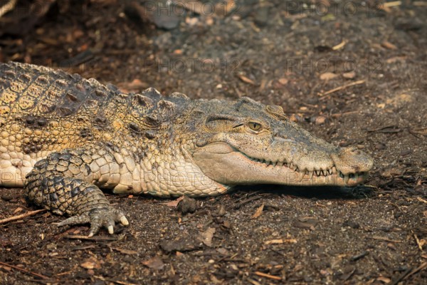 Philippine crocodile (Crocodylus mindorensis), adult, portrait, on land, Philippines, Southeast Asia