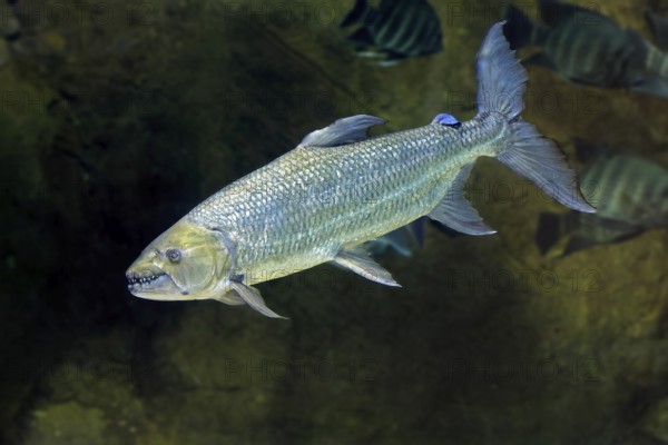 Giant tiger tetra (Hydrocynus goliath), water dog, freshwater fish, adult, swimming, Congo basin