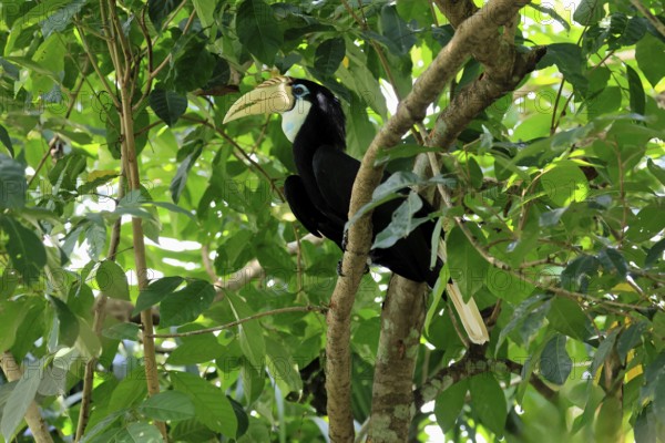 Papuan Hornbill (Rhyticeros plicatus), adult, female, on tree, alert, Southeast Asia