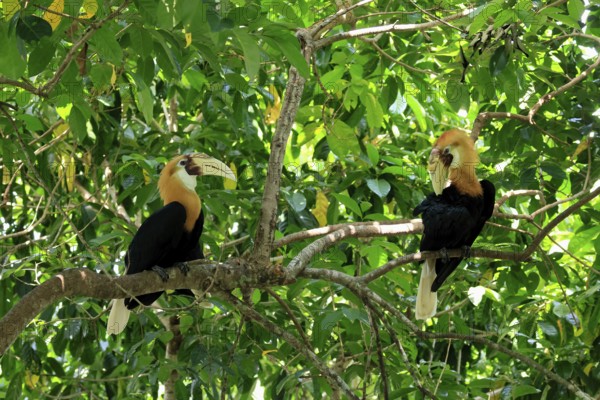 Papuan Hornbill (Rhyticeros plicatus), adult, male, two males, on tree, alert, Southeast Asia