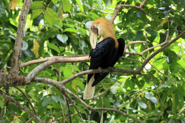 Papuan Hornbill (Rhyticeros plicatus), adult, male, on tree, plumage care, Southeast Asia