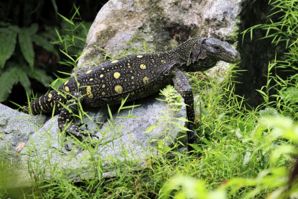 Papuan dragon (Varanus salvadorii), adult, foraging, on rocks, alert, New Guinea