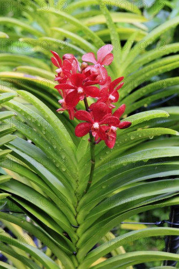 Orchid Aranda Dinah Shore, blossoms, blooming, Singapore, Southeast Asia