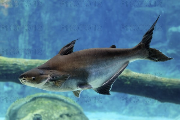 Mekong giant catfish (Pangasianodon gigas), adult, swimming, Southeast Asia