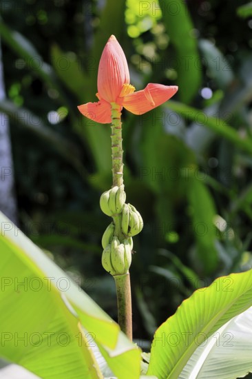 Musa laterita, Indian dwarf banana, blossom, fruits, Singapore, Southeast Asia