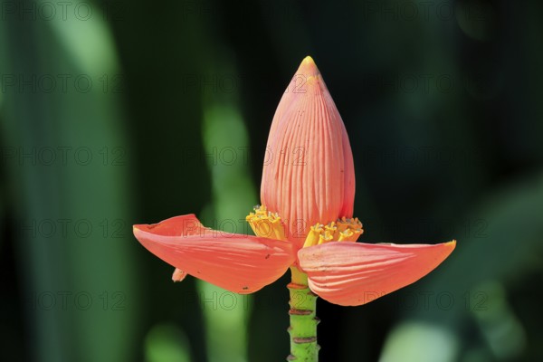 Musa laterita, Indian dwarf banana, blossom, fruits, Singapore, Southeast Asia