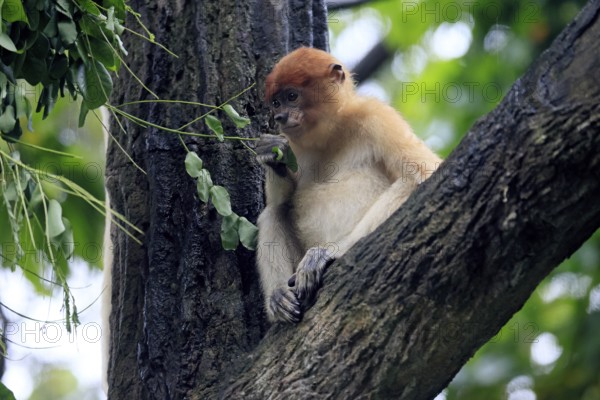 Proboscis monkey (Nasalis larvatus), young animal, sitting in a tree, looking for food