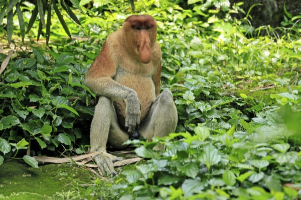 Proboscis monkey (Nasalis larvatus), adult, male, resting, sitting, on the ground