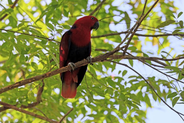 New Guinea noble parrot (Eclectus polychloros), adult, female, on tree, alert, New Guinea, Oceania