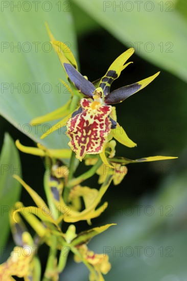 Brassidium Mystic Maze orchid, blossoms, blooming, Singapore, Southeast Asia