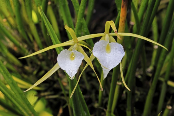 Brassavola cucullata orchid, flowers, blooming, Singapore, Southeast Asia