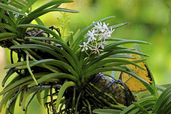 Orchid Vandachostylis Lou Sneary, blossoms, blooming, Singapore, Southeast Asia