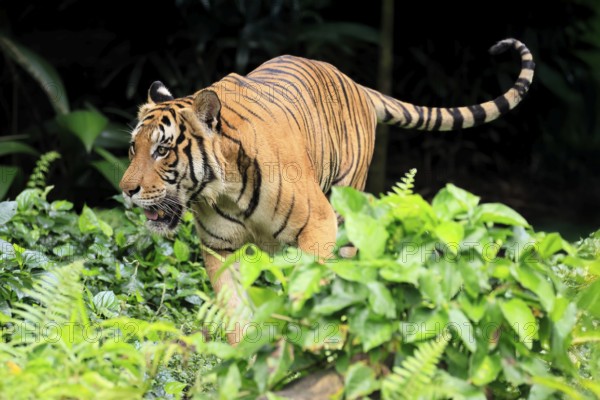Malaysia tiger (Panthera tigris jacksoni), adult, running, stalking, vigilant, Malaysia, Southeast Asia