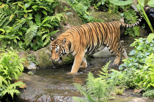 Malaysia tiger (Panthera tigris jacksoni), adult, running, in water, stream, vigilant, Malaysia, Southeast Asia