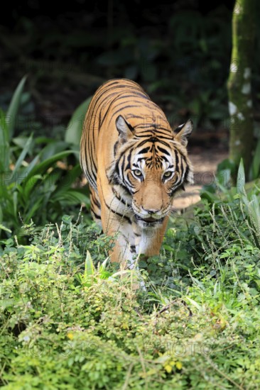 Malaysia tiger (Panthera tigris jacksoni), adult, running, stalking, vigilant, Malaysia, Southeast Asia