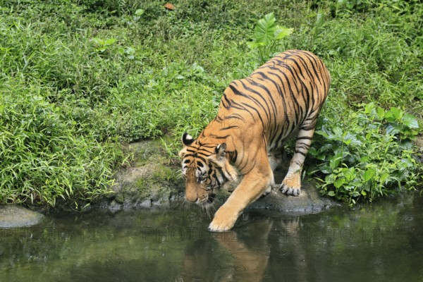 Malaysia tiger (Panthera tigris jacksoni), adult, at water, shore, vigilant, Malaysia, Southeast Asia