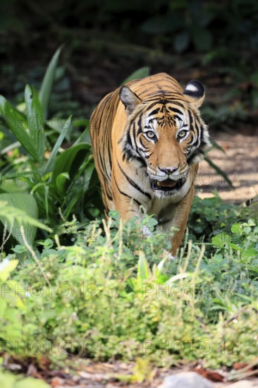 Malaysia tiger (Panthera tigris jacksoni), adult, alert, Malaysia, Southeast Asia