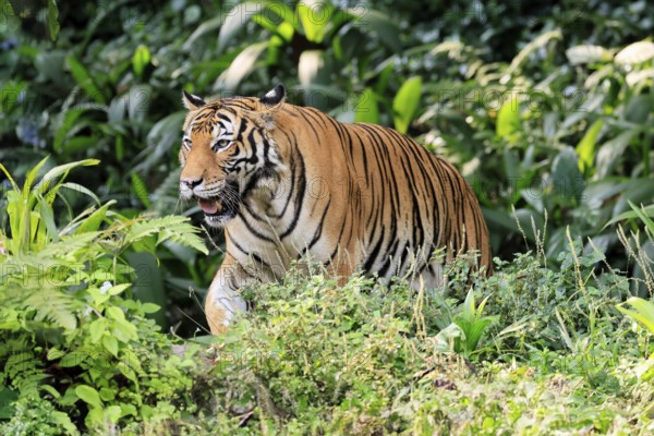 Malaysia tiger (Panthera tigris jacksoni), adult, running, stalking, vigilant, Malaysia, Southeast Asia